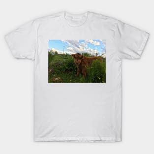 Scottish Highland Cattle Calf 1773 T-Shirt